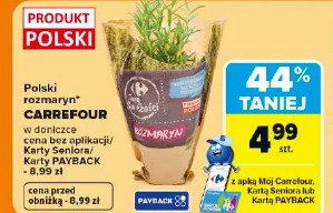 Polski rozmaryn Carrefour