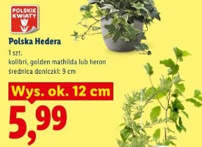 Polska Hedera
