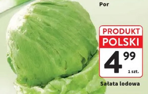 Sałata lodowa