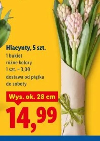 Hiacynty, 5 szt.