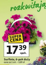 Surfinia, 6-pak duży