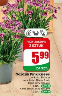 Goździk Pink Kisses