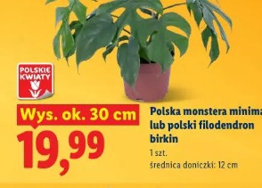 Polska monstera minima lub polski filodendron birkin