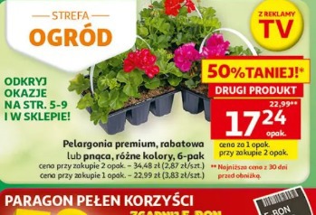 Pelargonia premium, rabatowa lub pnąca, różne kolory, 6-pak