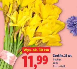Żonkile, 25 szt.