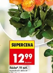 Róża 11 szt.
