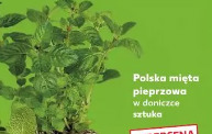 Polska mięta pieprzowa w doniczce