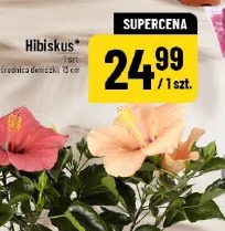 Hibiskus