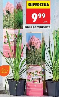 Trawa pampasowa