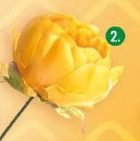 Kwiat piwonii, różne kolory Projektdecor