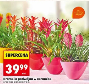 Bromelia podwójna w ceramice