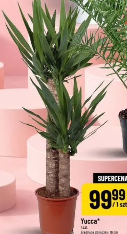 Yucca