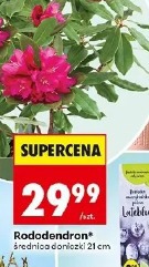 Rododendron średnica doniczki 21 cm