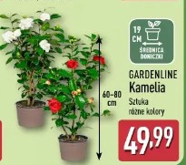 Gardenline Kamelia