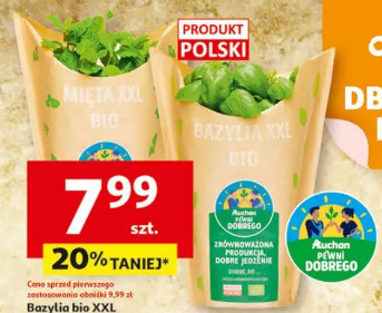 Bazylia bio XXL lub mięta bio XXL