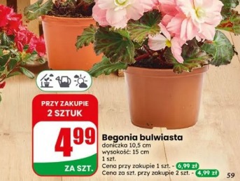 Begonia bulwiasta