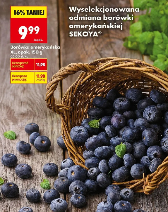 Borówka amerykańska Sekoya