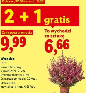 Wrzosiec