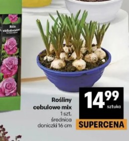 Rośliny cebulowe mix