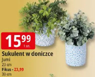 Sukulent w doniczce Jumi