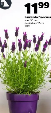 Lawenda francuska