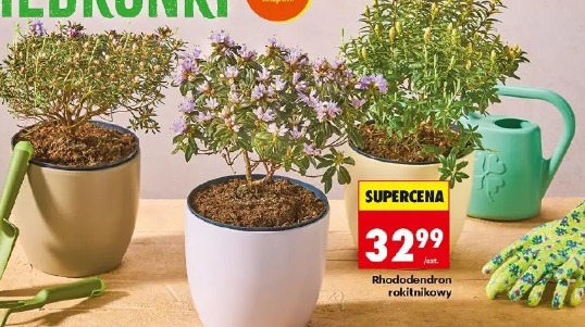 Rhododendron rokitnikowy