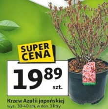 Krzew Azalii japońskiej