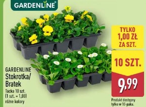 Gardenline stokrotka/bratek