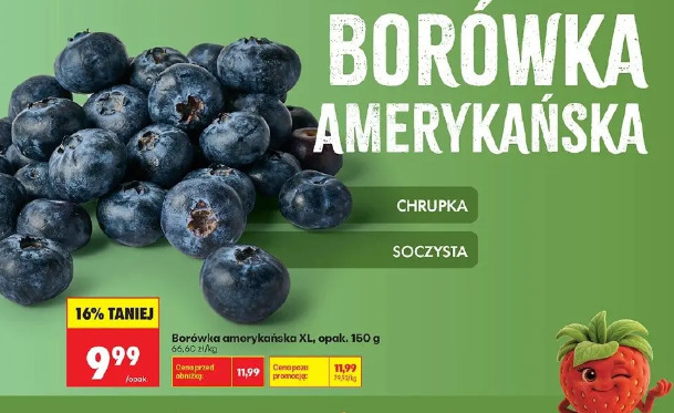 Borówka amerykańska XL