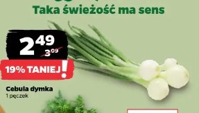 Cebula dymka