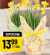 Narcyz w papierowej osłonce