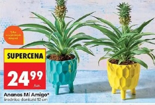 Ananas Mi Amigo