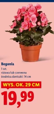 Begonia