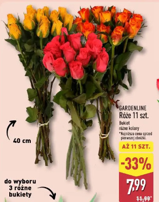 Gardenline róże 11 szt.