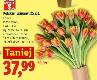 Polskie tulipany, 25 szt.