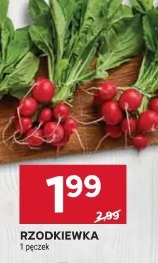 Rzodkiewka
