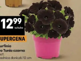 Surfinia Go Tunia czarna