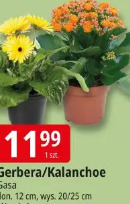 Gerbera/Kalanchoe Gasa