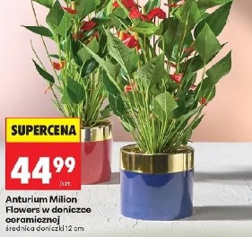 Anthurium Milion Flowers w doniczce ceramicznej