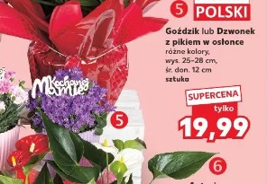 Goździk lub Dzwonek z pikiem w osłonce
