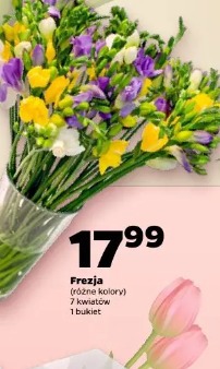 Frezja