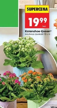 Kalanchoe Queen