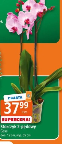 Storczyk 2-pędowy Gasa