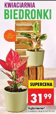 Aglomena