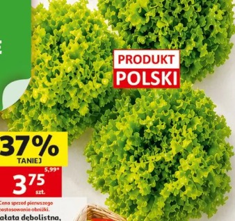 Sałata dębolistna karbowana lub batawska