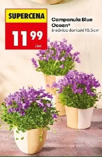 Campanula Blue Ocean