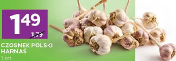 Czosnek polski Harnaś