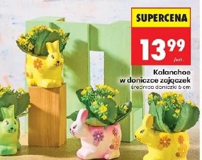 Kalanchoe w doniczce zajączek
