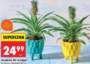 Ananas Mi Amigo