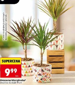 Dracena Marginata